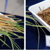 วว. ร่วมแชร์การใช้ประโยชน์งานด้านอุดมศึกษา วิทยาศาสตร์ วิจัย ... Image 3